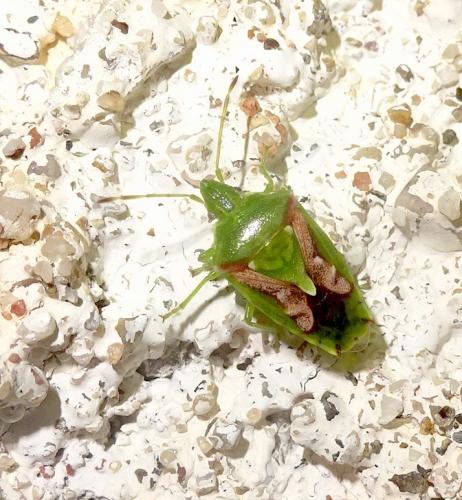 Cyphostethus tristriatus